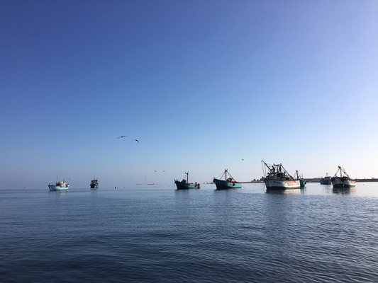 Paracas - Bootsausflug