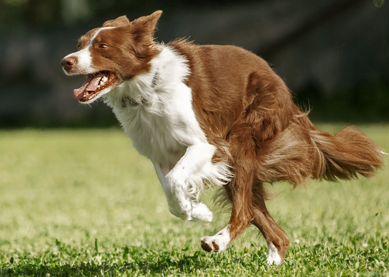 Quince tree border collies clearance