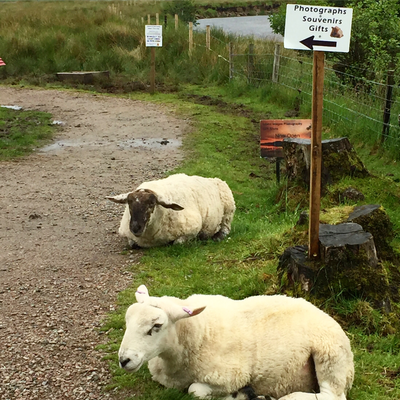 Schafe bei Kilchurn Castle