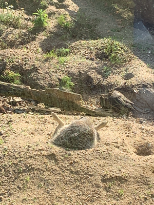 Im Durrell-Zoo. Beim Putzen eingeschlafen.