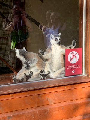 Lemuren im Zoo.