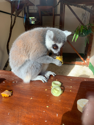 Lemur im Zoo.