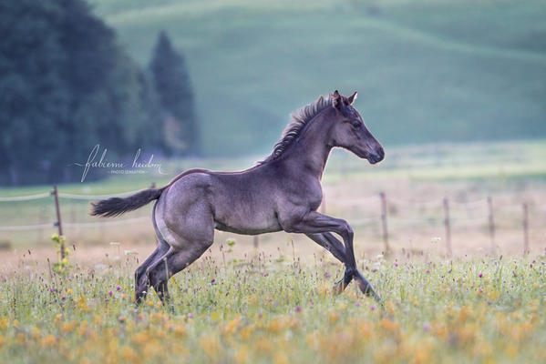 King Arlando Hancock (Breeder: Ylja Blatzeck)