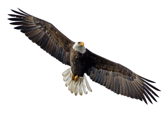 Le quatrième être vivant ressemblant à un aigle en plein vol représente la perspicacité et à la sagesse de Dieu qui perçoit chaque détail avec précision et qui scrute en continu les cœurs et les reins.  