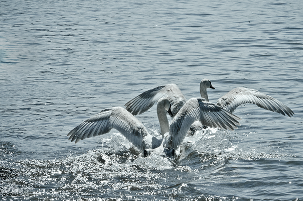 D7000  |  f/36  |  1/640s  |  ISO-1600  |  200mm  |  Lugano (CH)