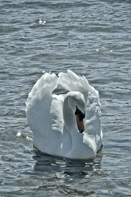 D7000  |  f/36  |  1/500s  |  ISO-1600  |  170mm  |  Lugano (CH)