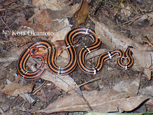 ハイ（沖縄島）Sinomicrurus boettgeri