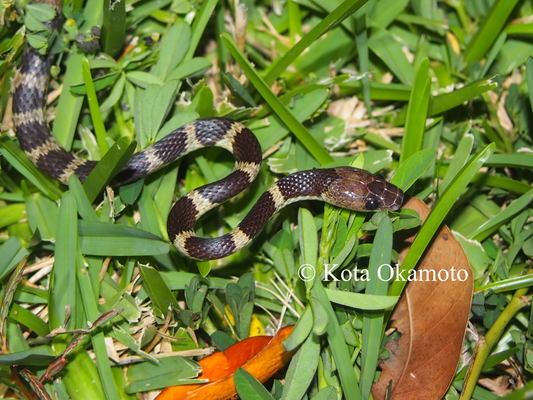サキシマバイカダ  Lycodon multifasciatus