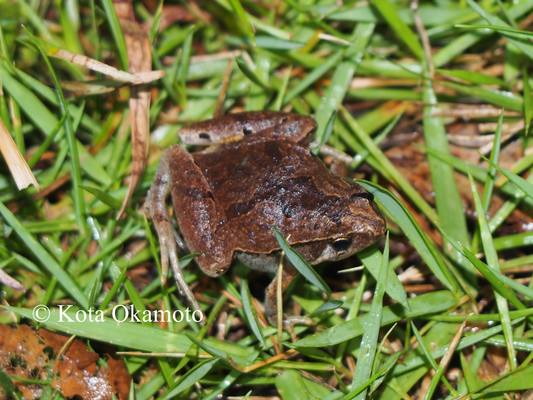 ヒメアマガエル（沖縄島）Microhyla okinavensis