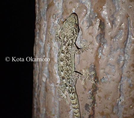 ミナミヤモリ Gekko hokouensis