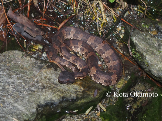 ヒメハブ（沖縄島）Ovophis okinavensis