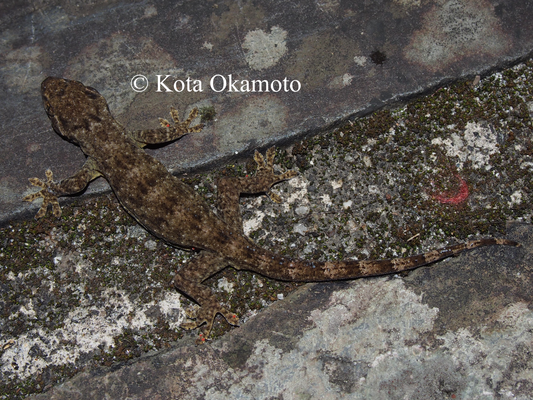 ヤクヤモリ  Gekko yakuensis