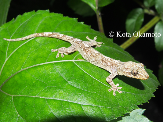 ミナミヤモリ  Gekko hokouensis