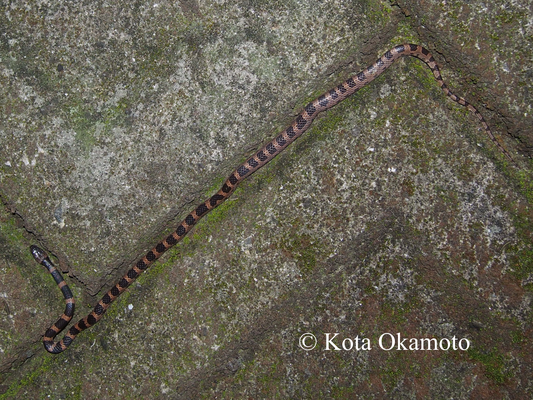 シロマダラ  Lycodon orientalis