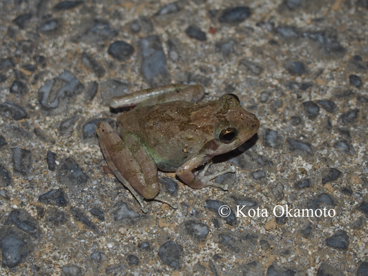 リュウキュウカジカガエル（久米島）Buergeria japonica