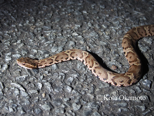 ニホンマムシ  Gloydius blomhoffii