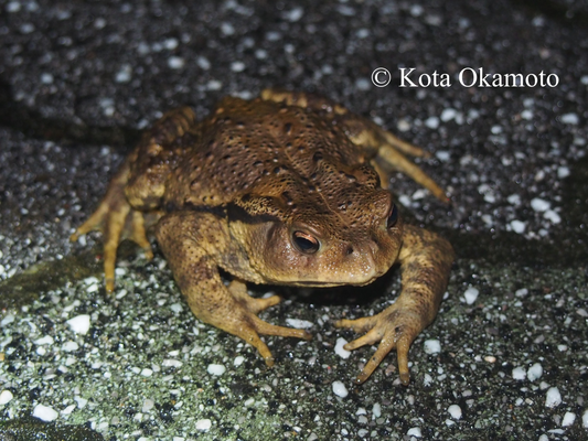 ニホンヒキガエル  Bufo japonicus
