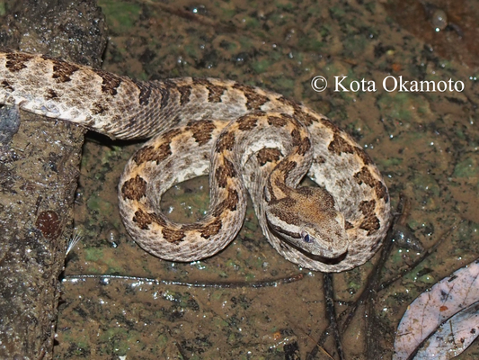 サキシマハブ  Protobothrops elegans