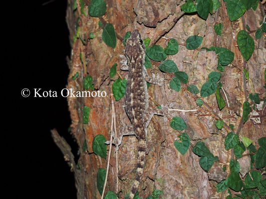 タカラヤモリ  Gekko shibatai