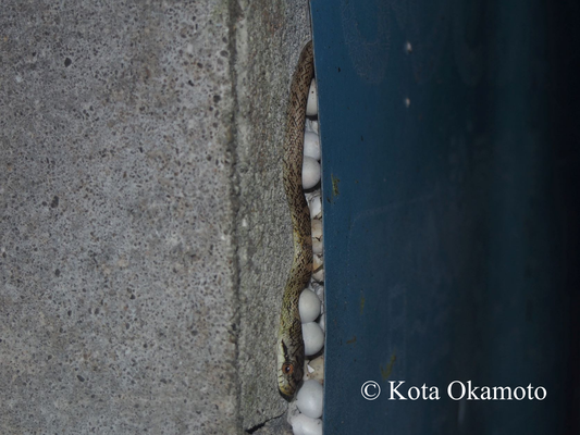 アオダイショウとヤモリの卵塚  Elaphe climacophora and gecko eggs