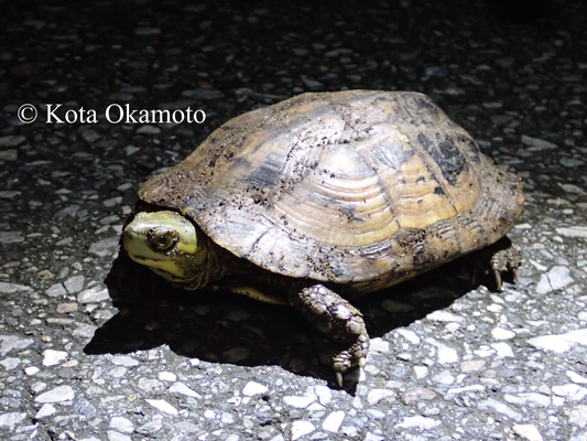 ヤエヤマイシガメ  Mauremys mutica kami