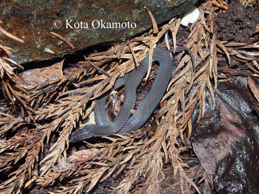タカチホヘビ  Achalinus spinalis