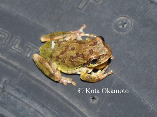 ニホンアマガエル  Dryophytes japonicus
