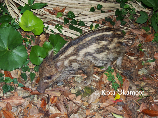 ニホンイノシシ  Sus scrofa leucomystax