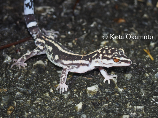 ヤンバルトカゲモドキ（古宇利島）Goniurosaurus nebulozonatus