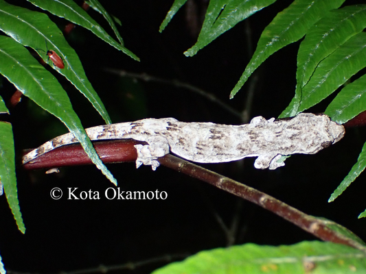 オキナワヤモリ（沖縄島）Gekko sp. "Okinawa"