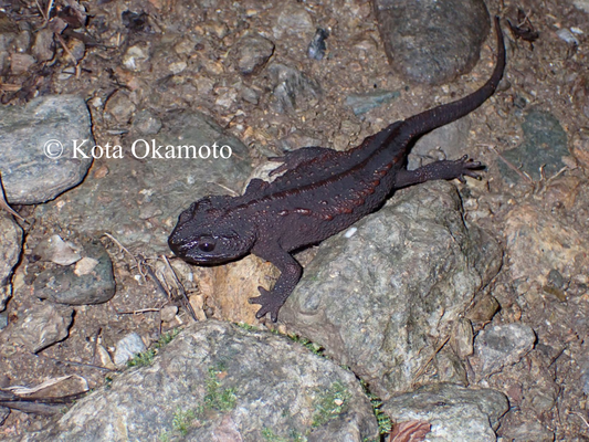 オキナワイボイモリ（沖縄島）Echinotriton andersoni