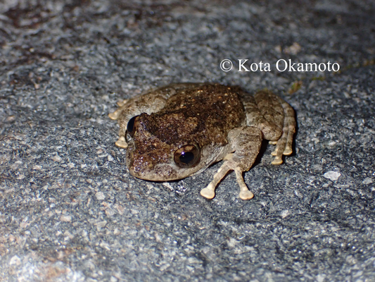 カジカガエル  Buergeria buergeri