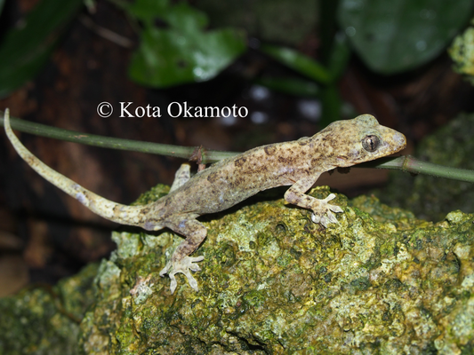 ミナミヤモリ（瀬底島）Gekko hokouensis