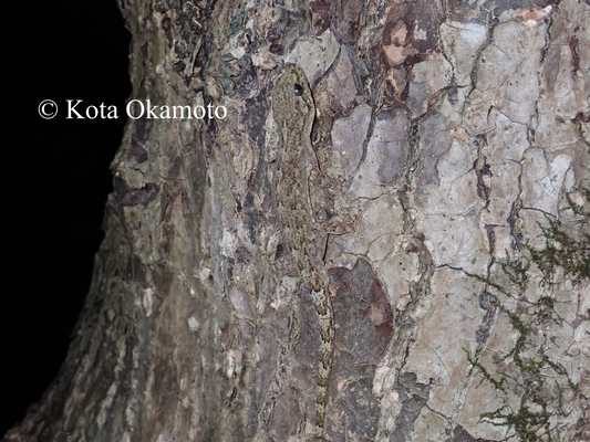 ミナミヤモリ  Gekko hokouensis