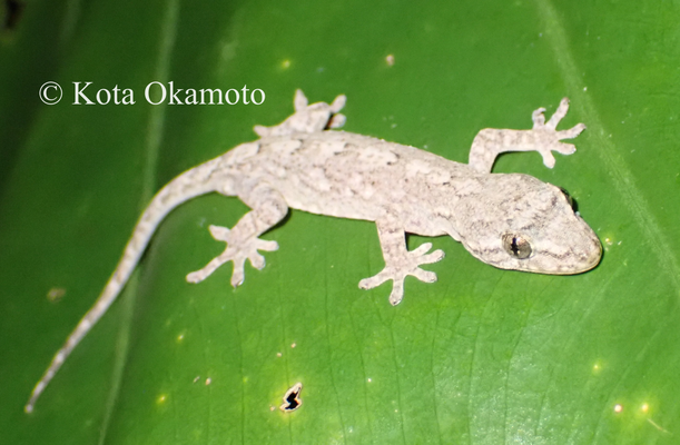 アマミヤモリ Gekko vertebralis 