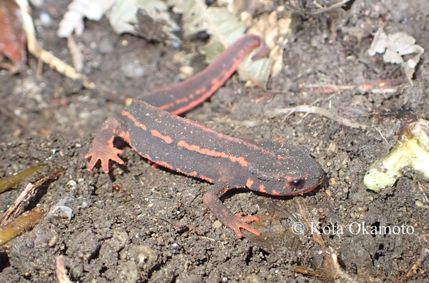 アマミシリケンイモリ Cynops ensicauda ensicauda