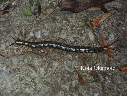 リュウジンオオムカデ（沖縄島）Scolopendra alcyona