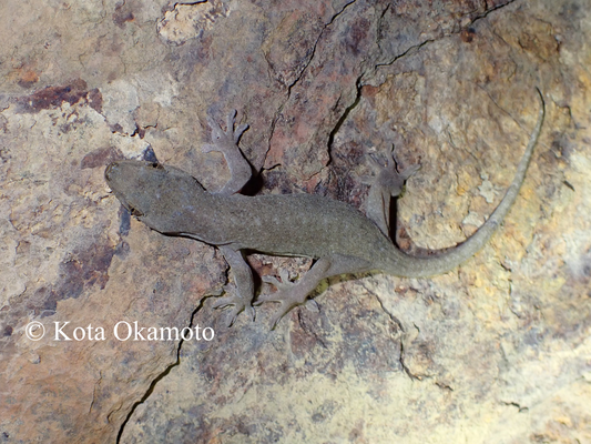 ヤクヤモリ（無紋型）Gekko yakuensis (patternless)