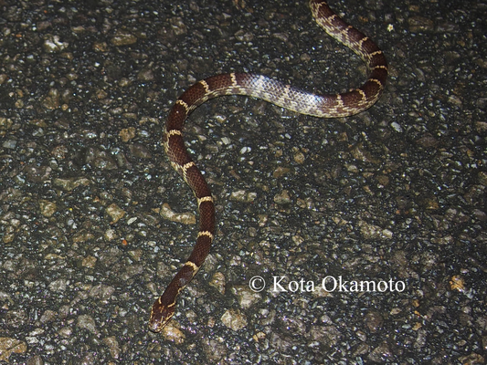 サキシママダラ  Lycodon rufozonatus walli
