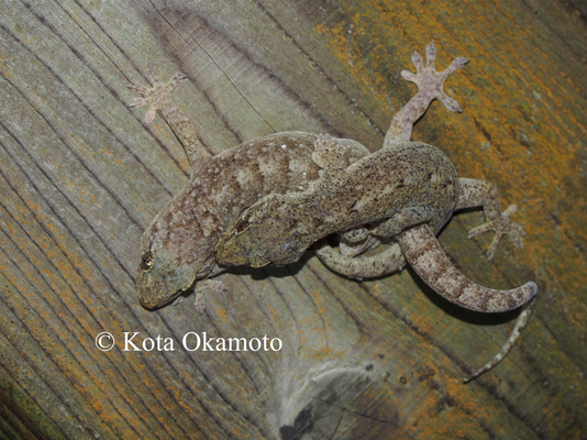 ミナミヤモリ  Gekko hokouensis