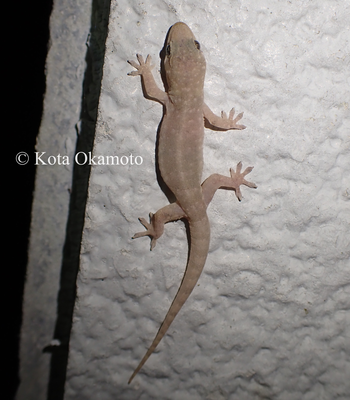 タシロヤモリ Hemidactylus bowringii