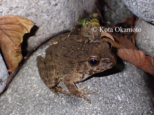 ツチガエル  Glandirana rugosa