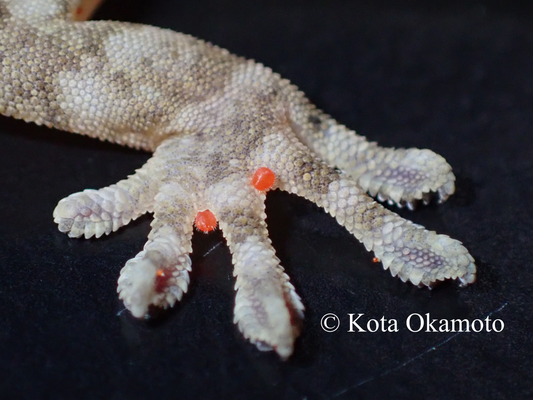 ヤモリダニの１種（沖縄島）Geckobia sp.