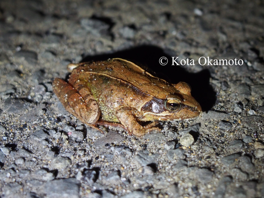ニホンアカガエル  Rana japonica