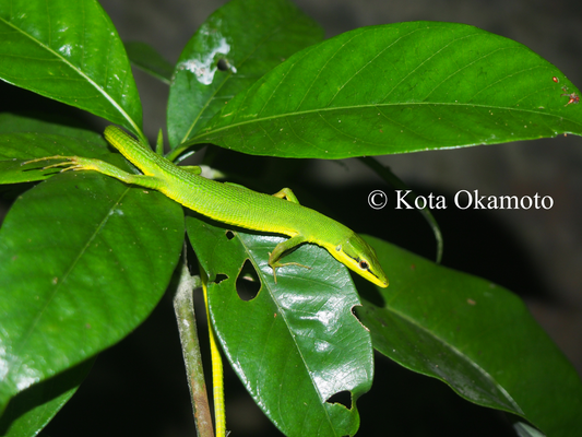 サキシマカナヘビ  Takydromus dorsalis