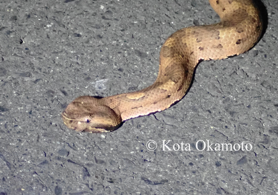 ヒメハブ Ovophis okinavensis