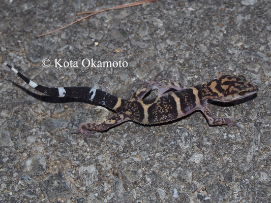 クメトカゲモドキ（久米島）Goniurosaurus yamashinae