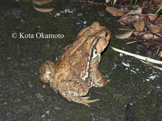 ニホンヒキガエル  Bufo japonicus japonicus