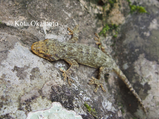 ヤクヤモリ  Gekko yakuensis