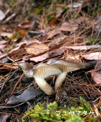 キノコ予報 Kinoko Kouji ページ